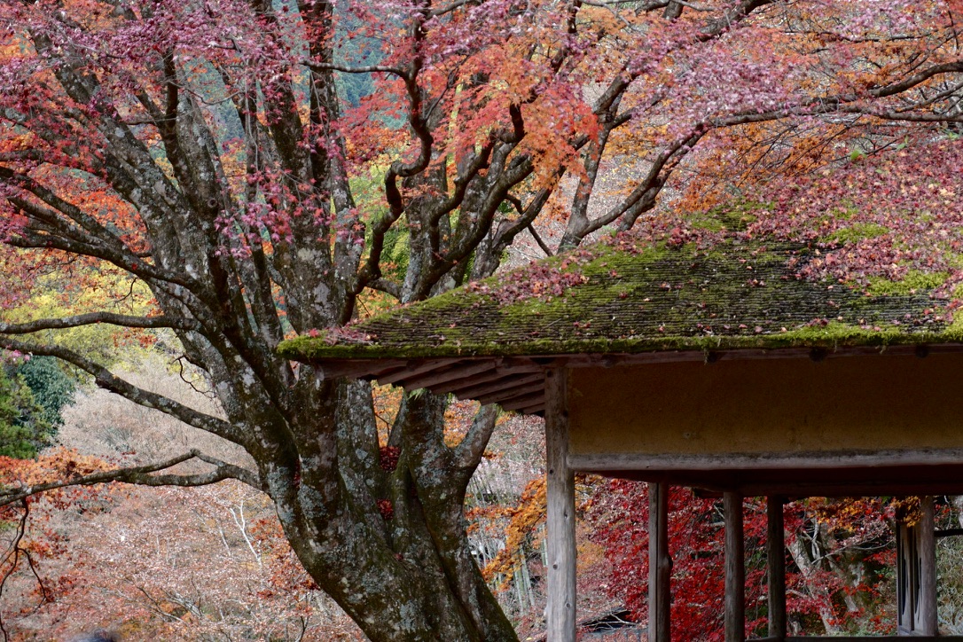 Autumn maple leaves framing a traditional wooden building in Japan